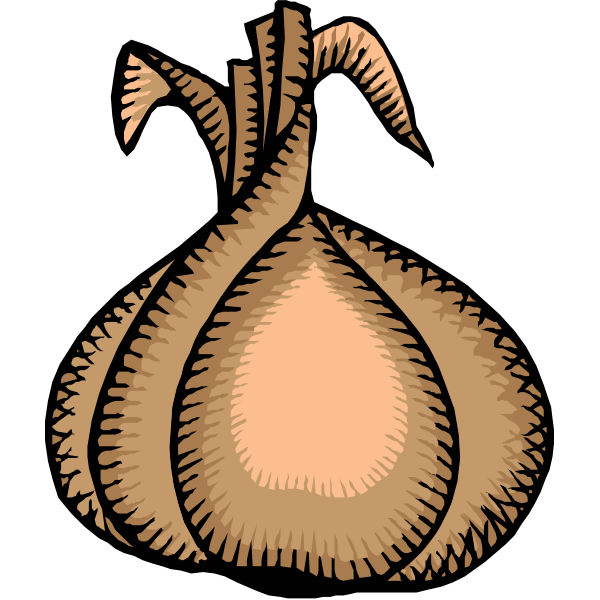 SVG Ripe onion vector clip art