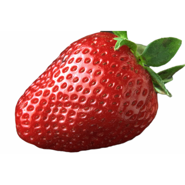 SVG Ripe Red Strawberry