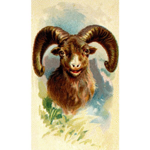 SVG Rocky mountain sheep