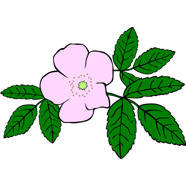 SVG Rosa acicularis vector
