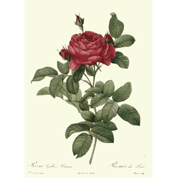 SVG Rosa gallica pontiana color