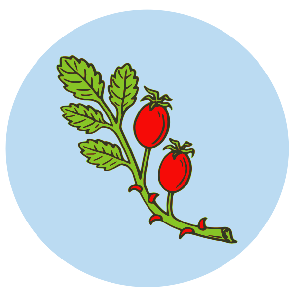 SVG Rose hip