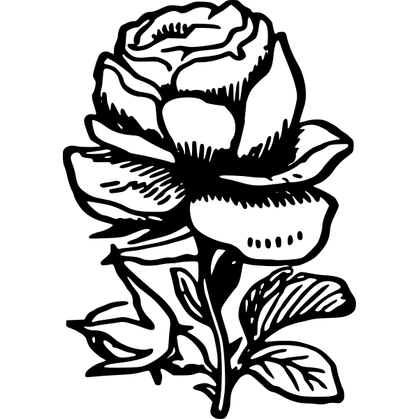 SVG Rose illustration