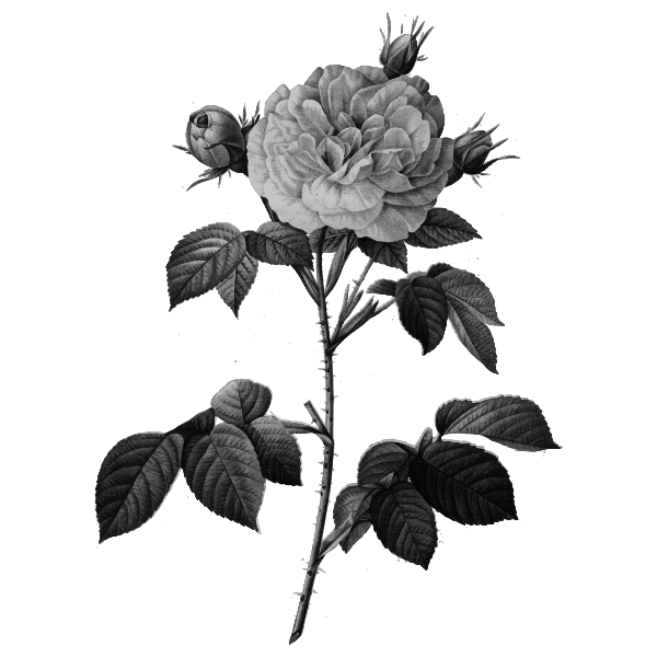 SVG Rose in gray scale