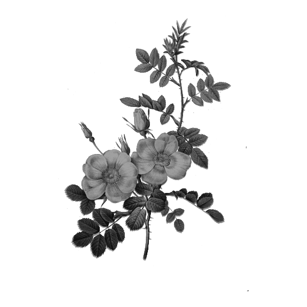 SVG Rose in monochrome