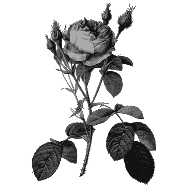 SVG Rose sort in gray
