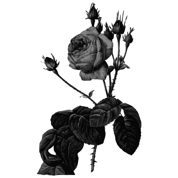 SVG Roses in gray scale