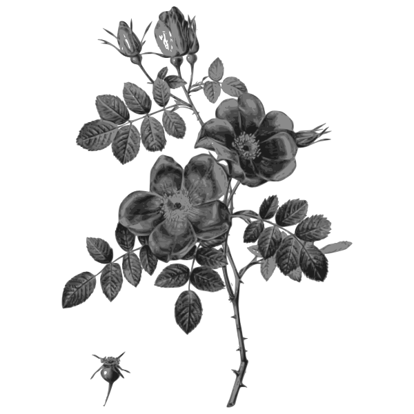 SVG Roses with rosebuds