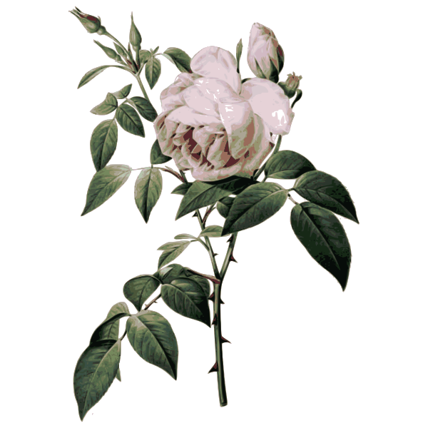 SVG Roses with thorns
