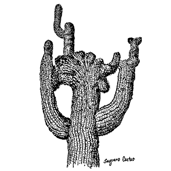 SVG Saguaro cactus