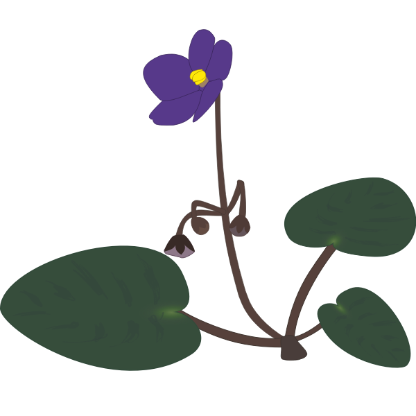 SVG Saintpaulia