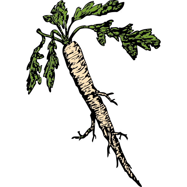 SVG salsify