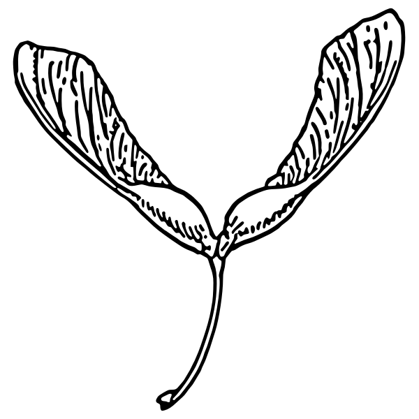 SVG Samara plant vector image