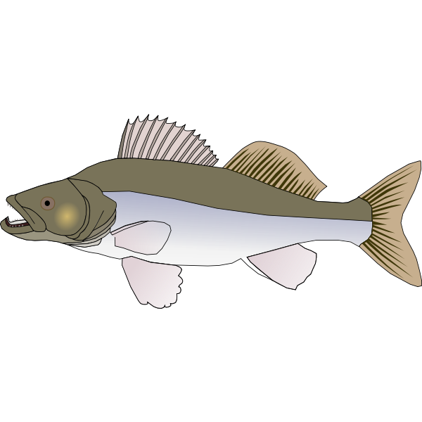 SVG Sander fish vector