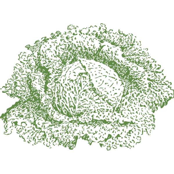 SVG Savoy cabbage
