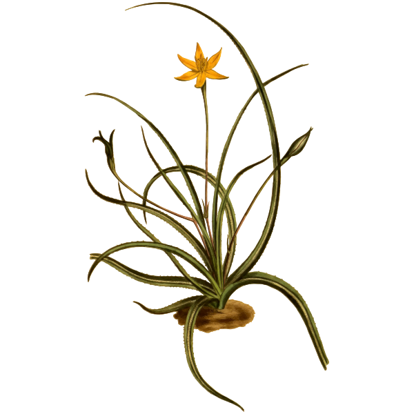 SVG Saw-Leaved Hypoxis