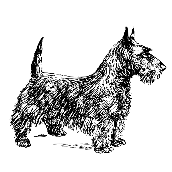 SVG Scotch terrier