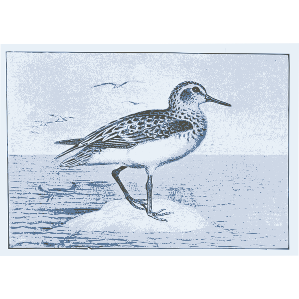 SVG Sea Bird