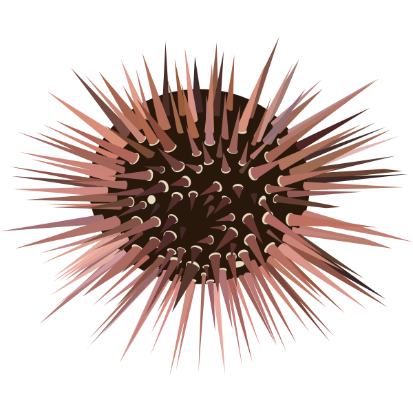 SVG Sea Urchin