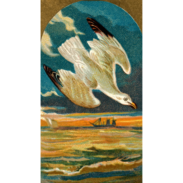 SVG Seagull flying