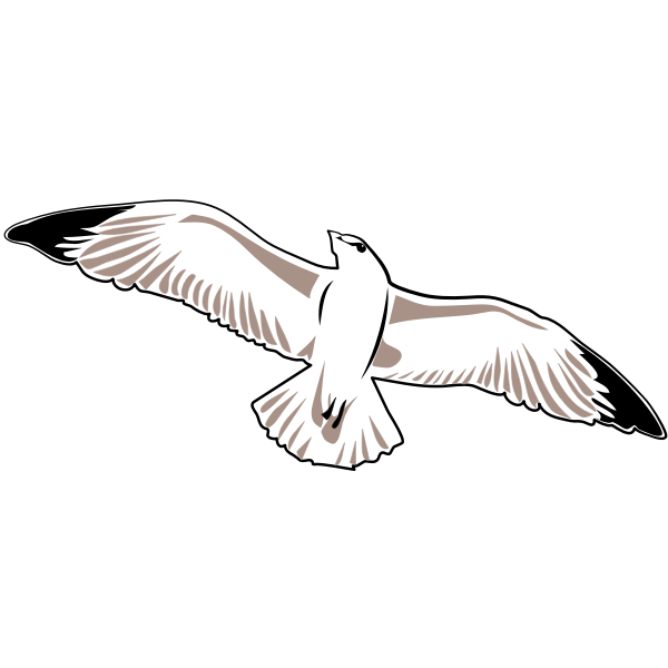 SVG Seagull vector image