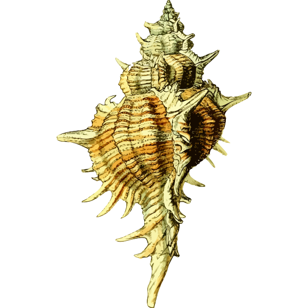 SVG Seashell 43