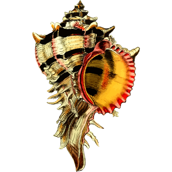 SVG Seashell 44
