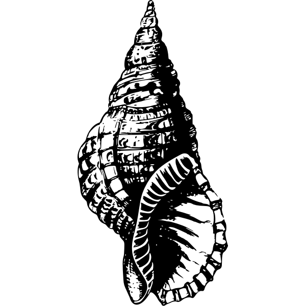 SVG Seashell fossil