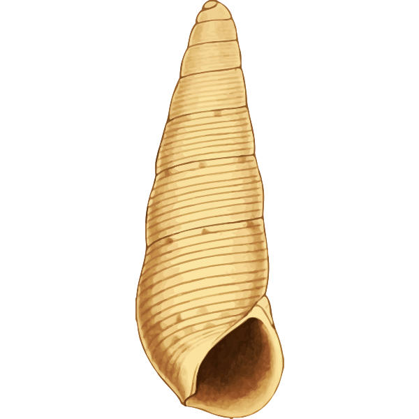 SVG Seashell ilustration
