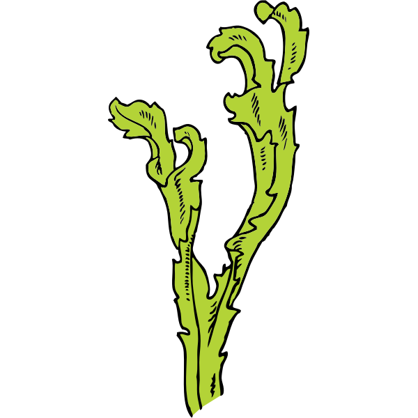 SVG seaweed