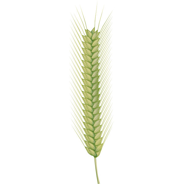 SVG Seed