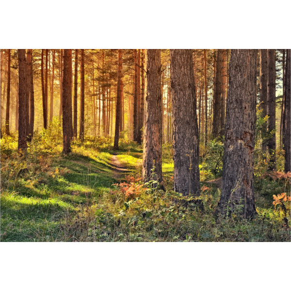 SVG September In The Forest
