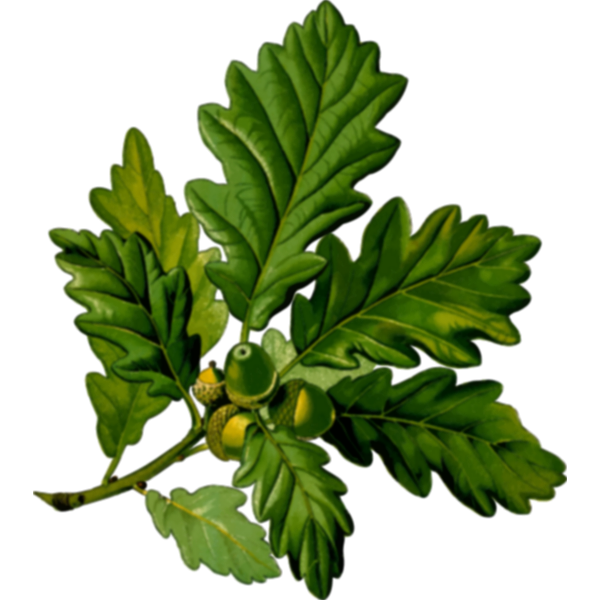SVG Sessile oak