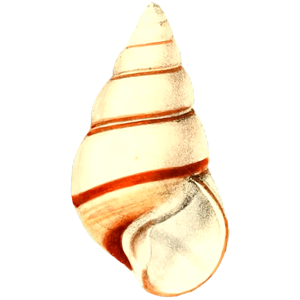 SVG Shell with lines
