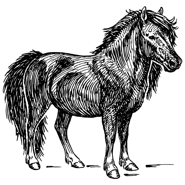 SVG Shetland pony