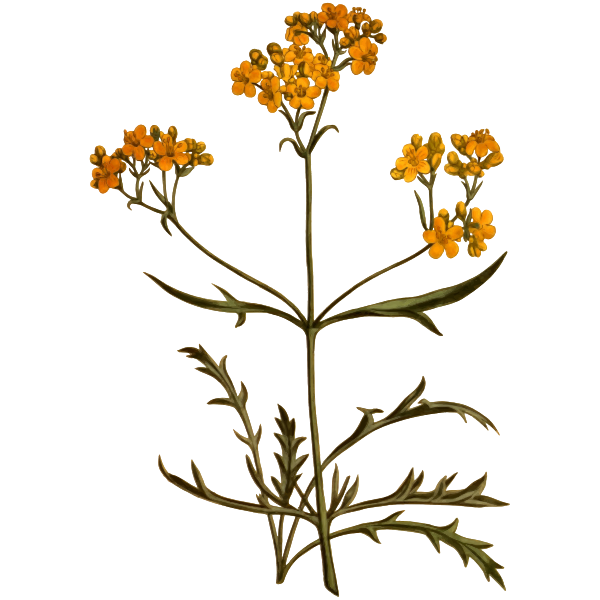 SVG Siberian valerian