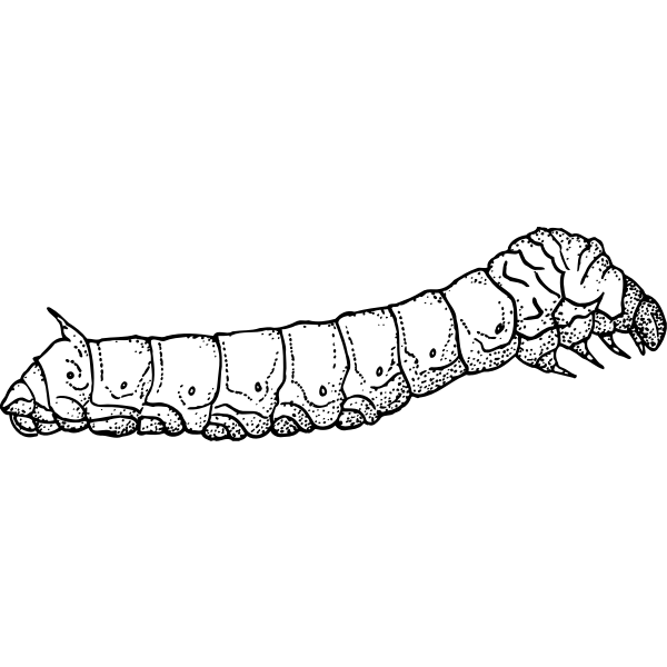 SVG Silkworm illustration