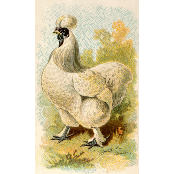 SVG Silky Hen