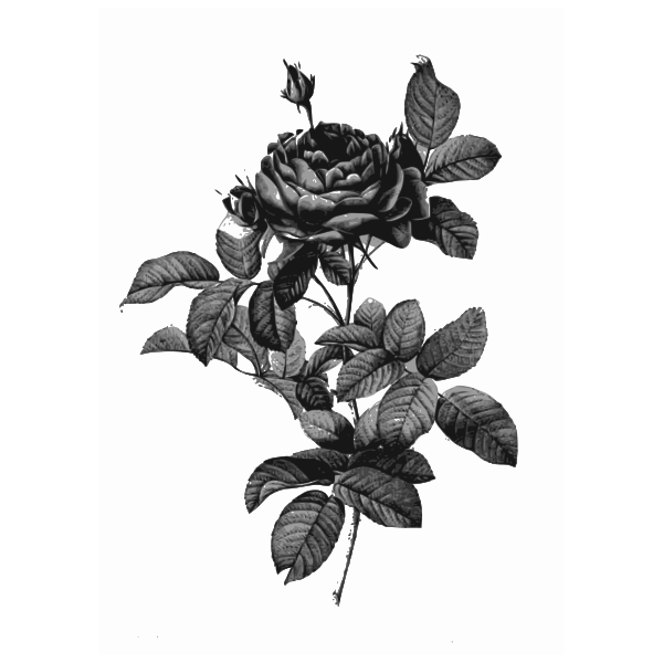 SVG Silver-gray rose