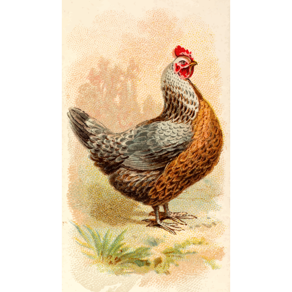 SVG Silver Grey Dorking Hen