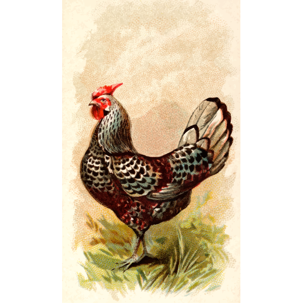 SVG Silver-Spangled Hamburgh