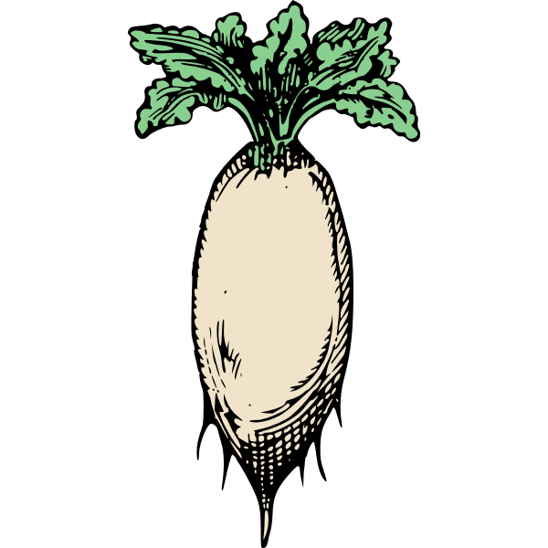 SVG Simple raddish vector image