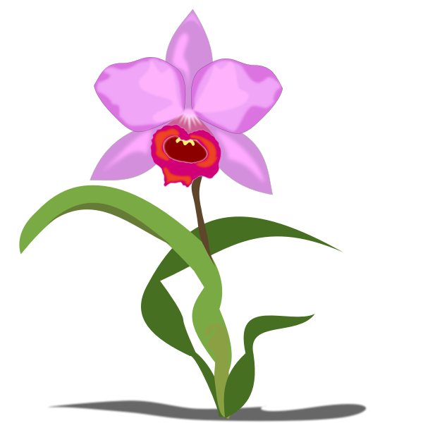 SVG Single Cattleya flower vector graphics