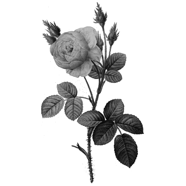 SVG Single gray rose