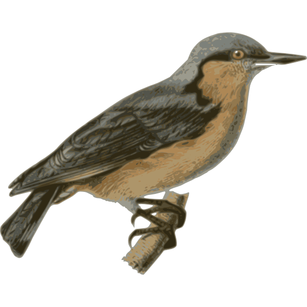 SVG Sittaeuropaeasinensis