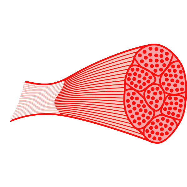 SVG Skeletal muscle
