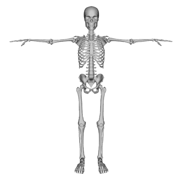 SVG Skeleton figure