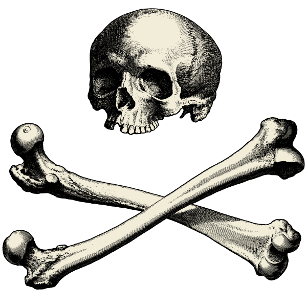 SVG Skull with bones vector image