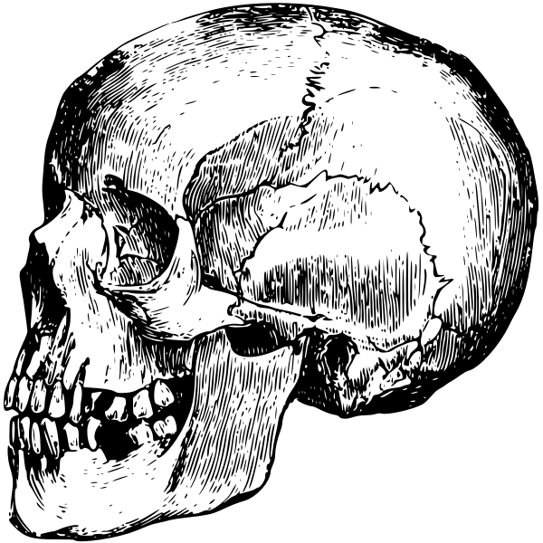SVG Skull039s profile