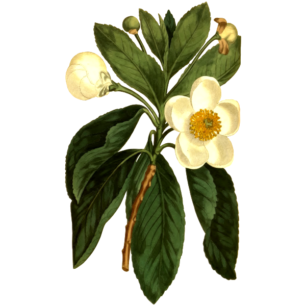 SVG Smooth Gordonia plant